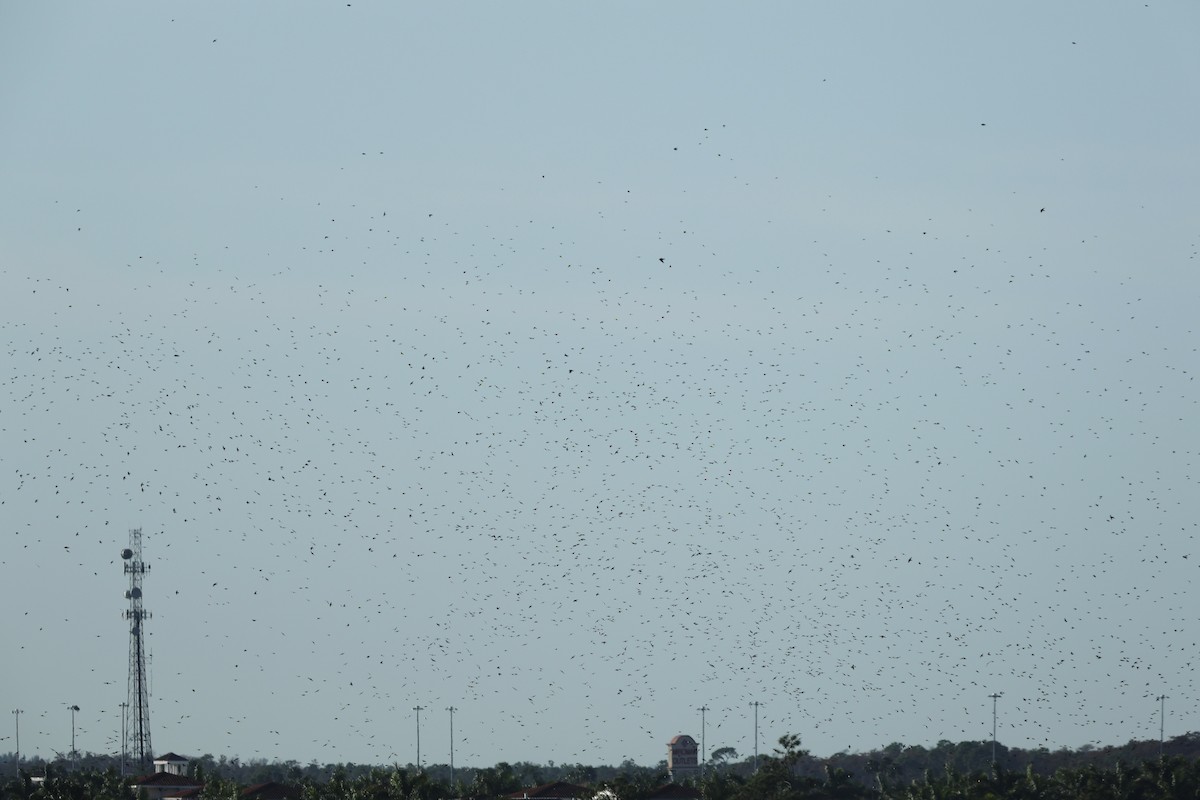 סנונית עצים - ML648771451
