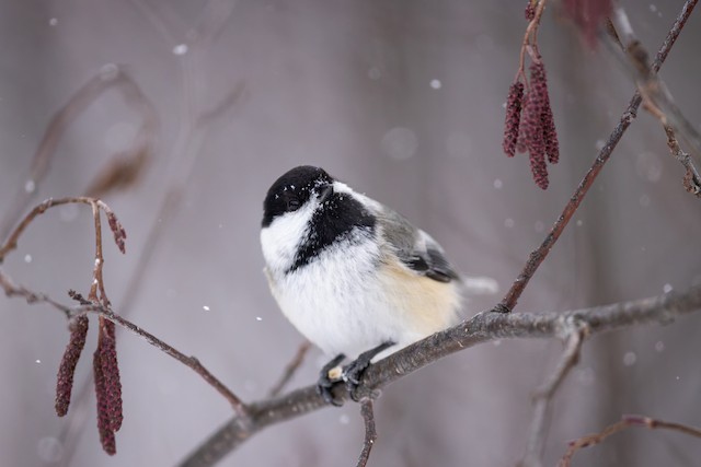 Minnesota eBird February Spotlight Images - eBird Minnesota