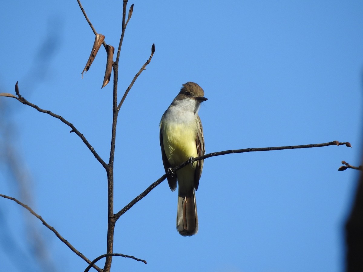 シロハラオオヒタキモドキ - ML648771514