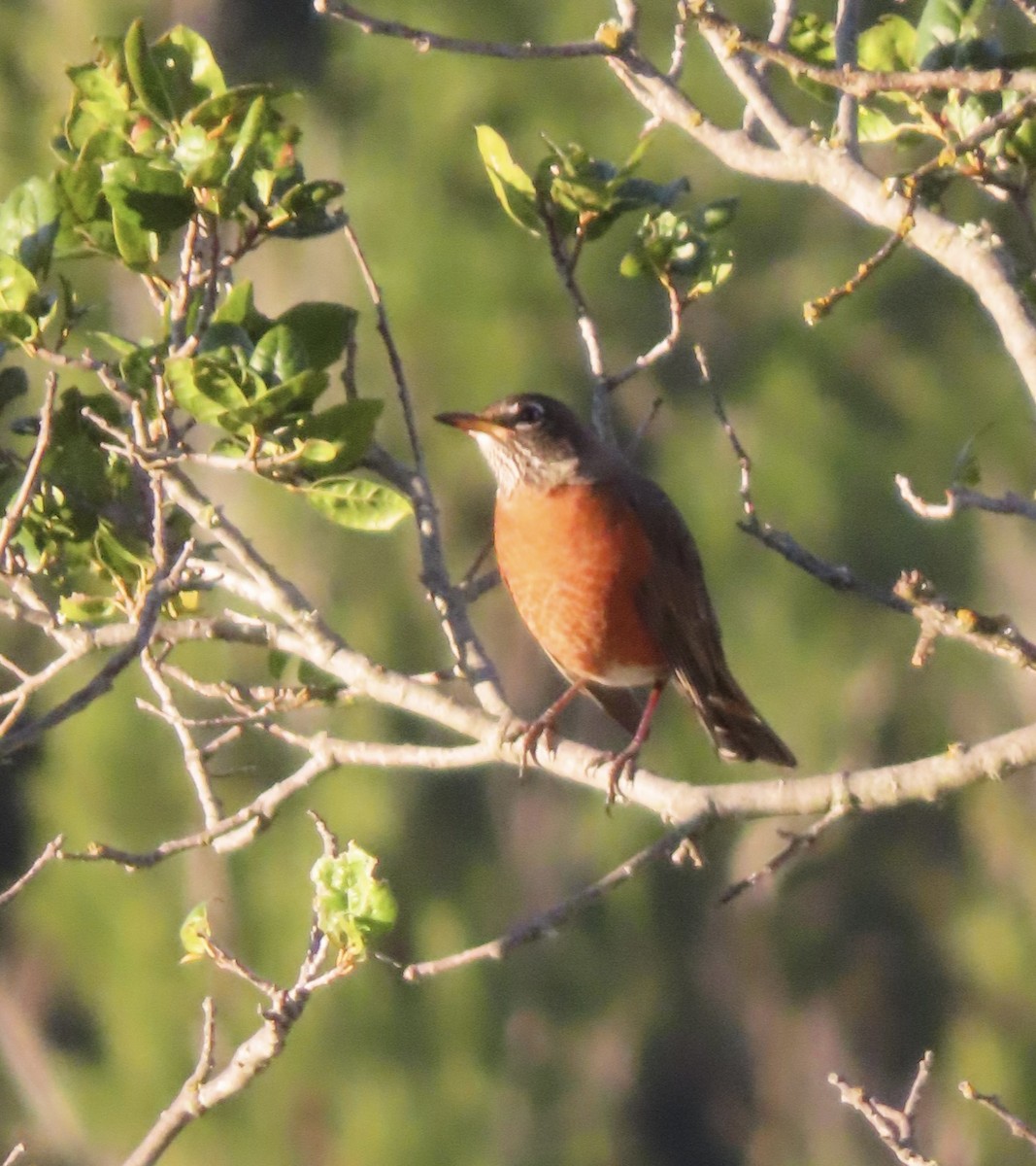 American Robin - ML648771672