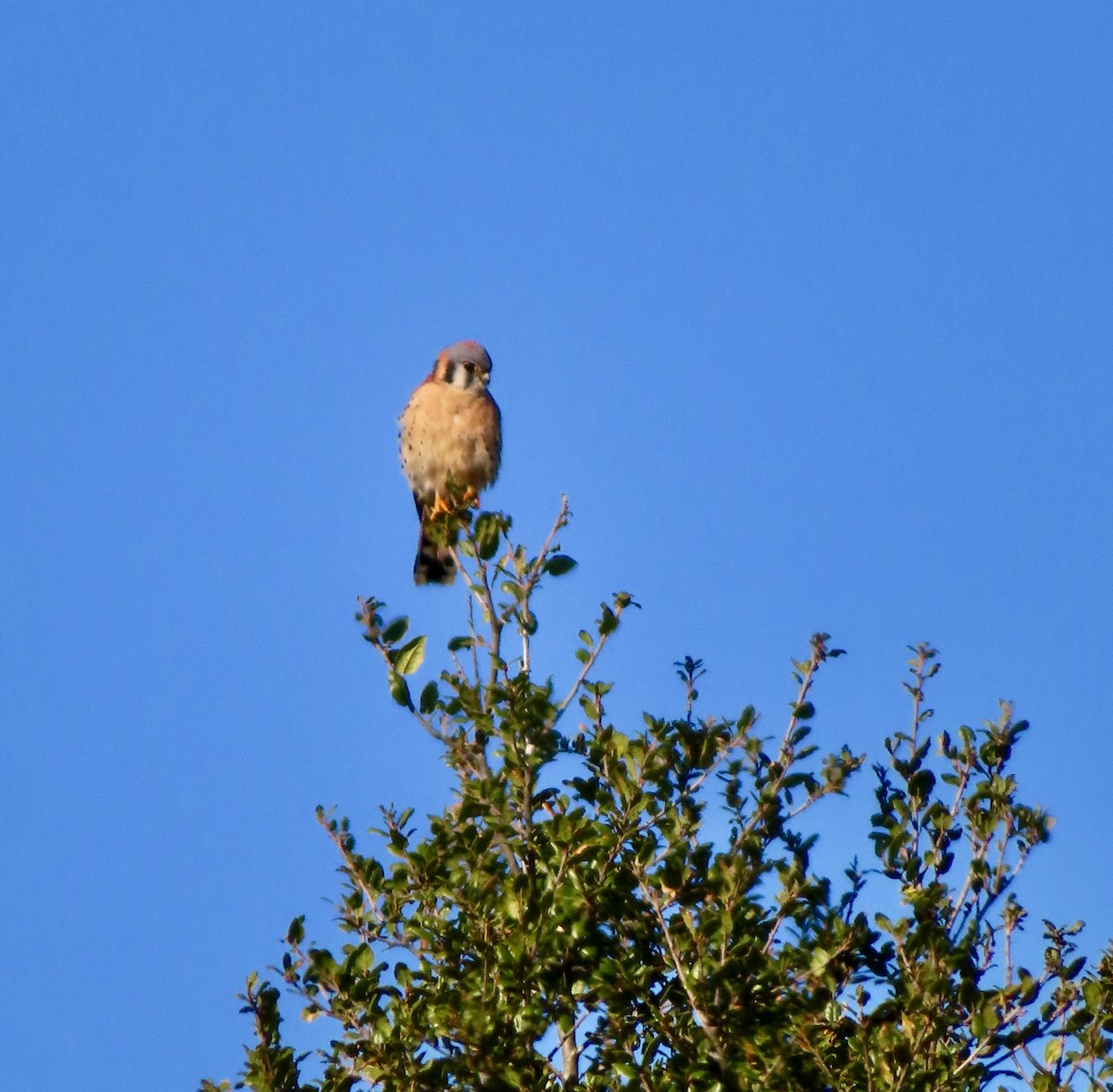 American Kestrel - ML648771691