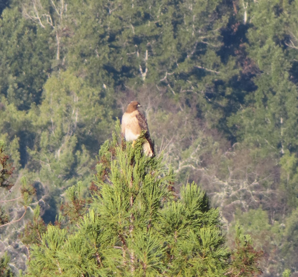 Red-tailed Hawk - ML648771714