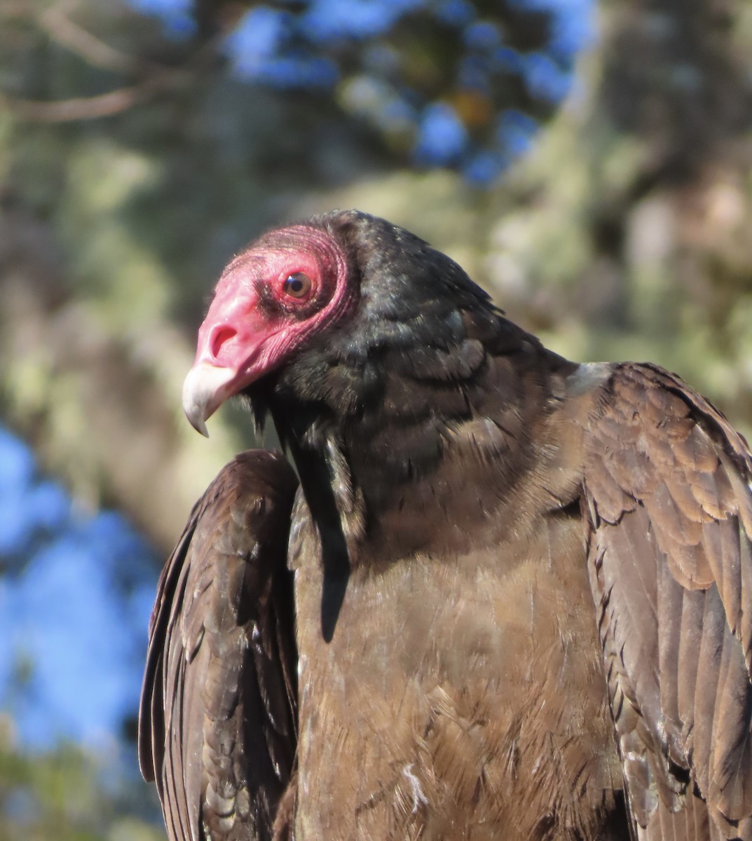 Turkey Vulture - ML648771747