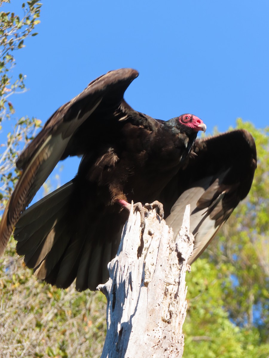 Turkey Vulture - ML648771748
