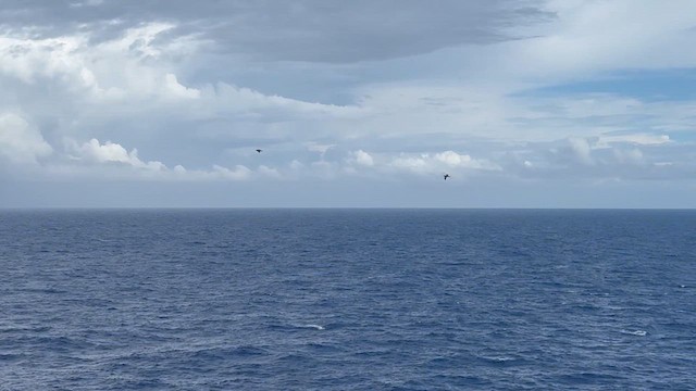 Brown Booby - ML648771803