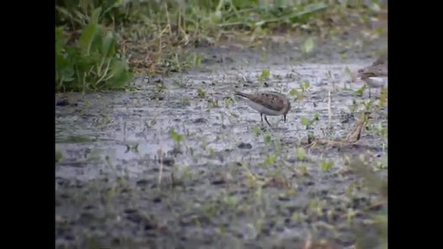 Temminck's Stint - ML648771827
