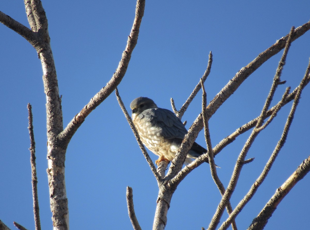 Smeriglio - ML648771857