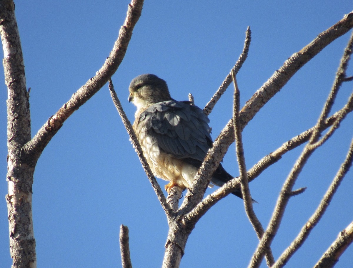 Smeriglio - ML648771859