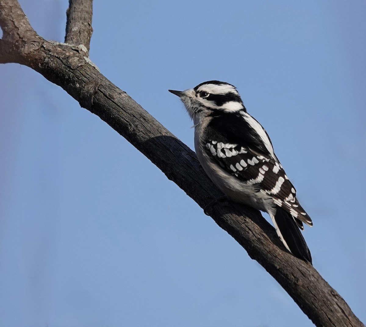 Dunenspecht - ML648771868