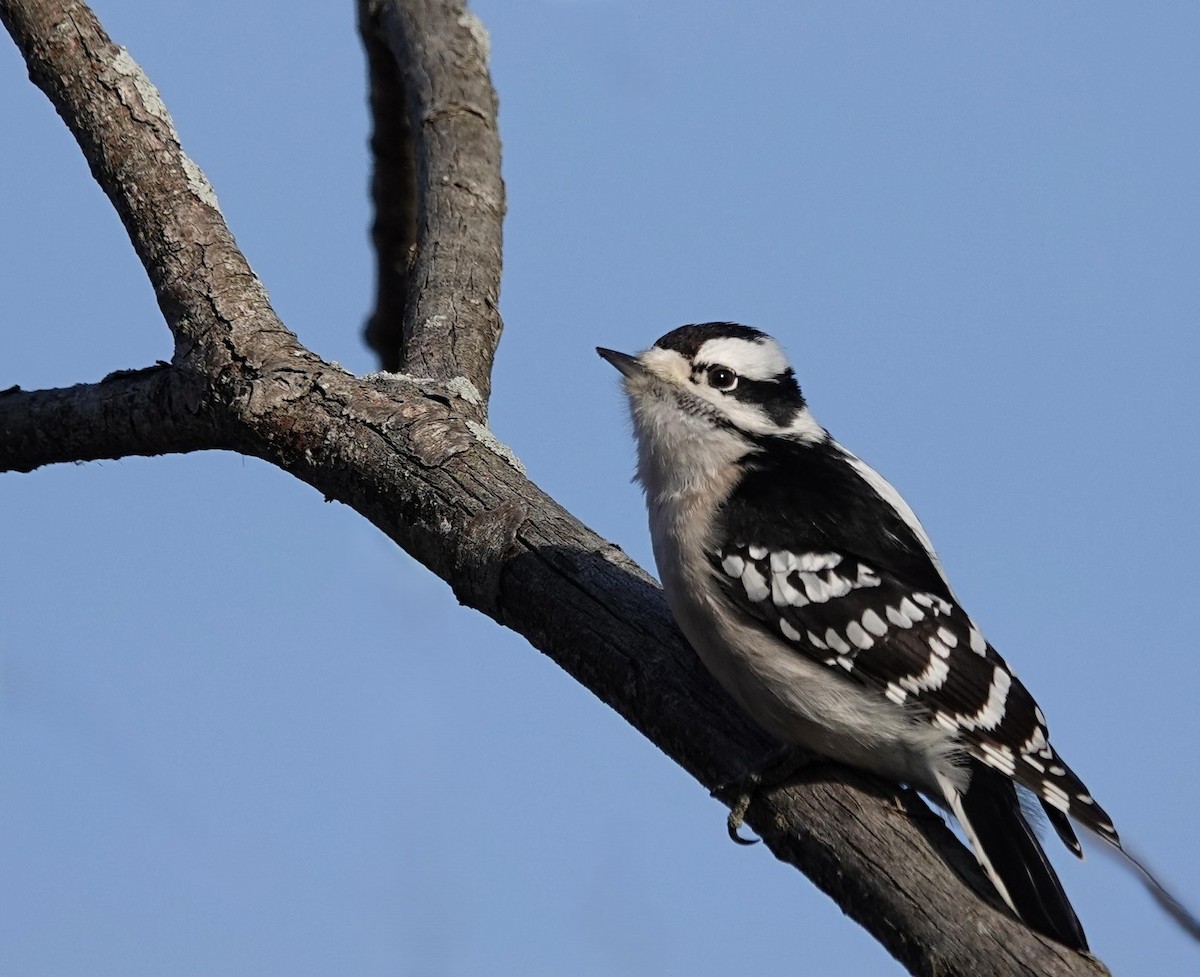 Dunenspecht - ML648771874