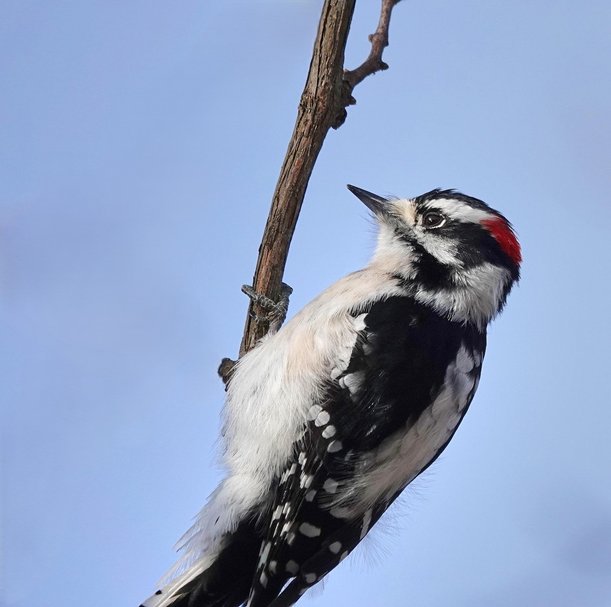 Dunenspecht - ML648771879