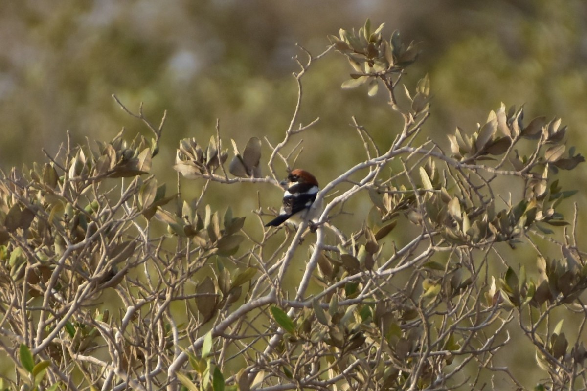 Rotkopfwürger - ML648771902