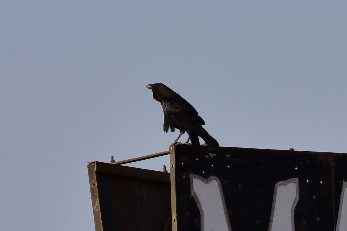 Wüstenrabe - ML648771959