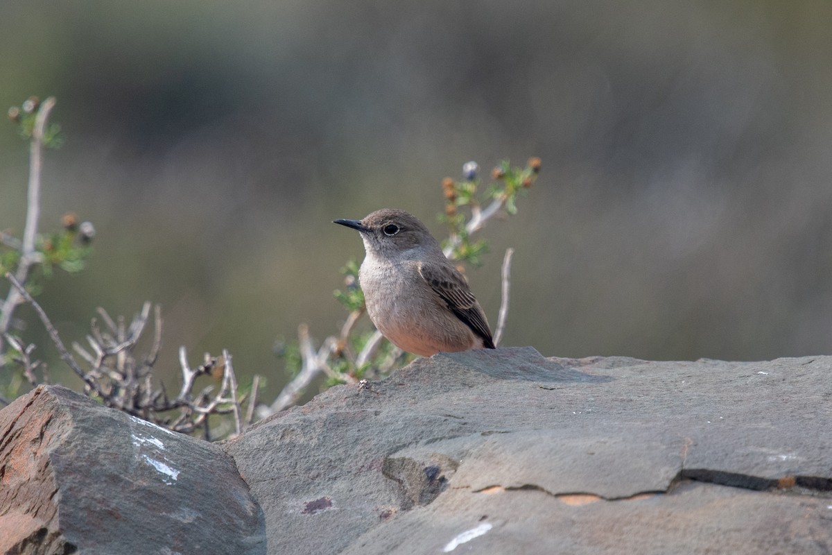 Karoo Chat - ML648772046