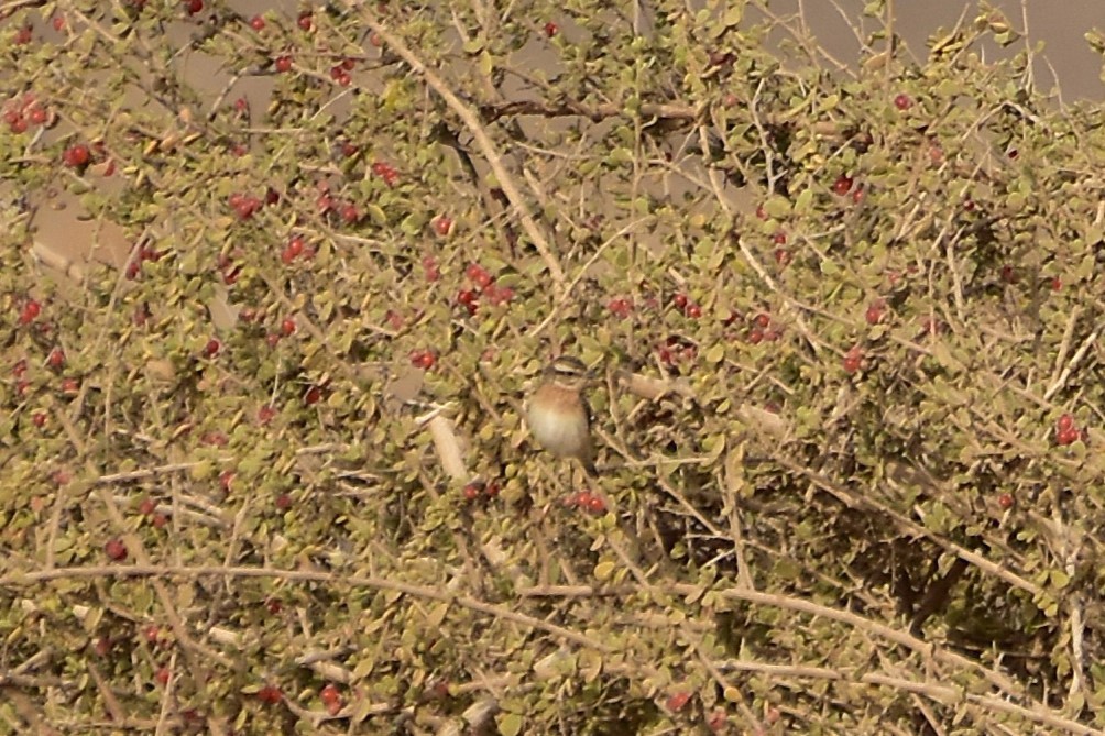 Braunkehlchen - ML648772068