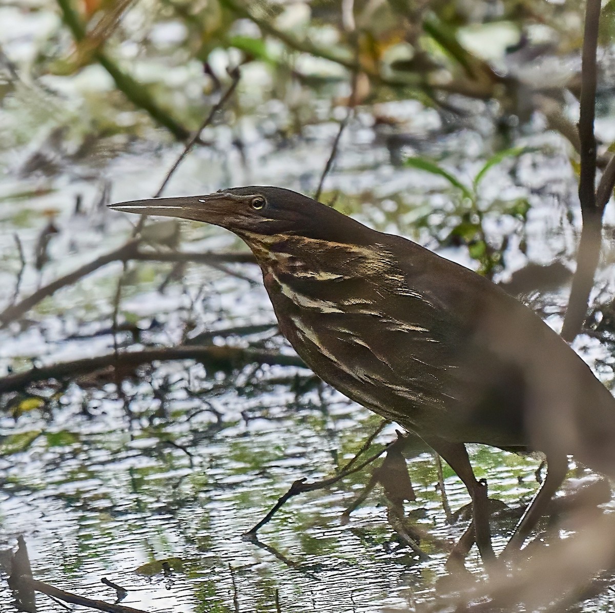 Avetorillo Negro - ML648772205
