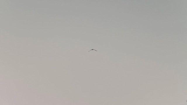 Black-winged Kite (African) - ML648772216