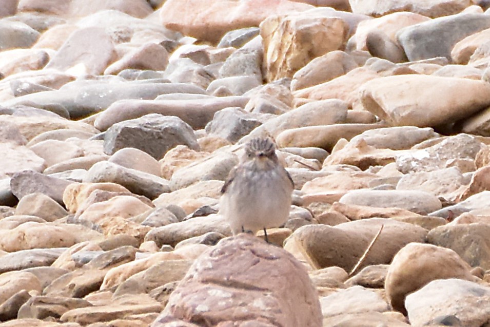 Grauschnäpper - ML648772292