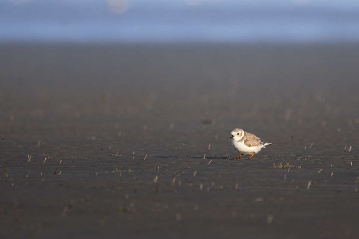 pipelo - ML648772357