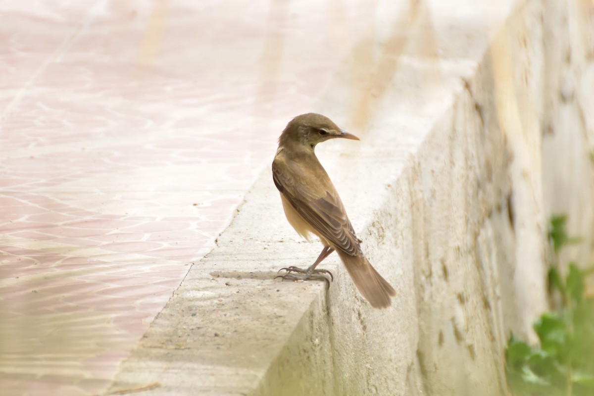 Drosselrohrsänger - ML648772599