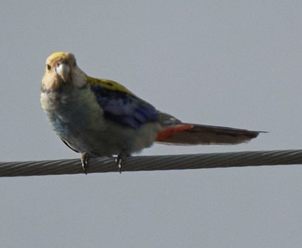 Perico Pálido - ML648772613