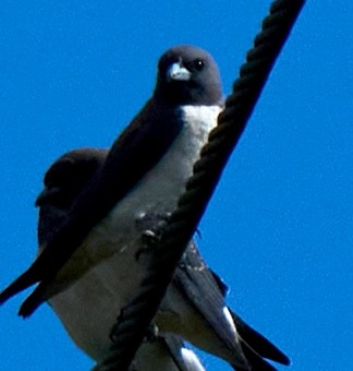 Artamo Ventriblanco - ML648772633