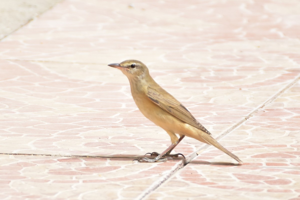 Drosselrohrsänger - ML648772646