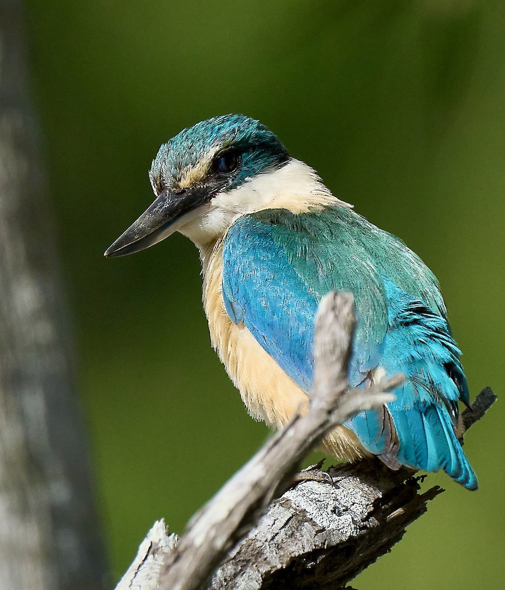 Alción Sagrado - ML648772649