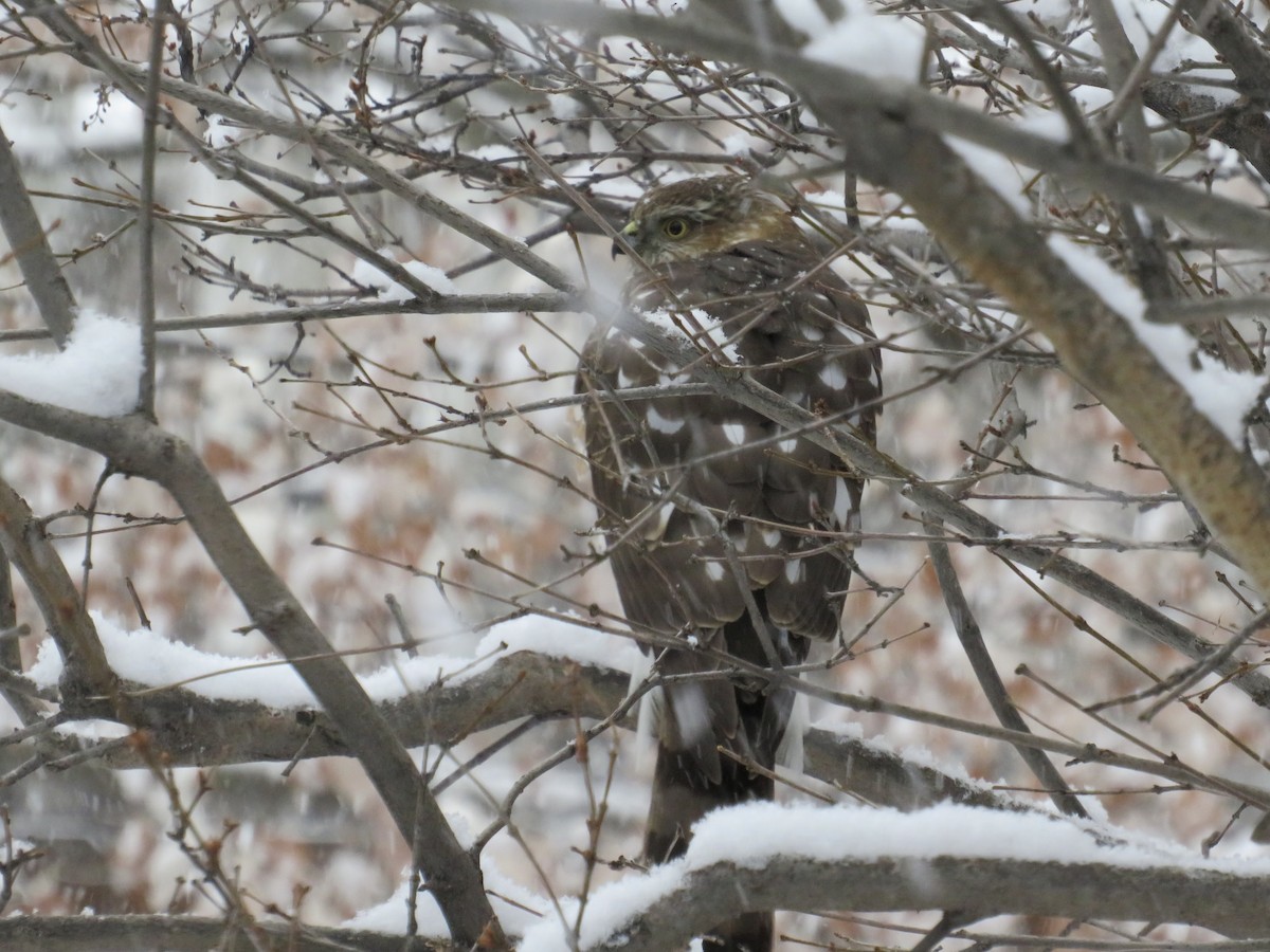 Sharp-shinned Hawk - ML648772683