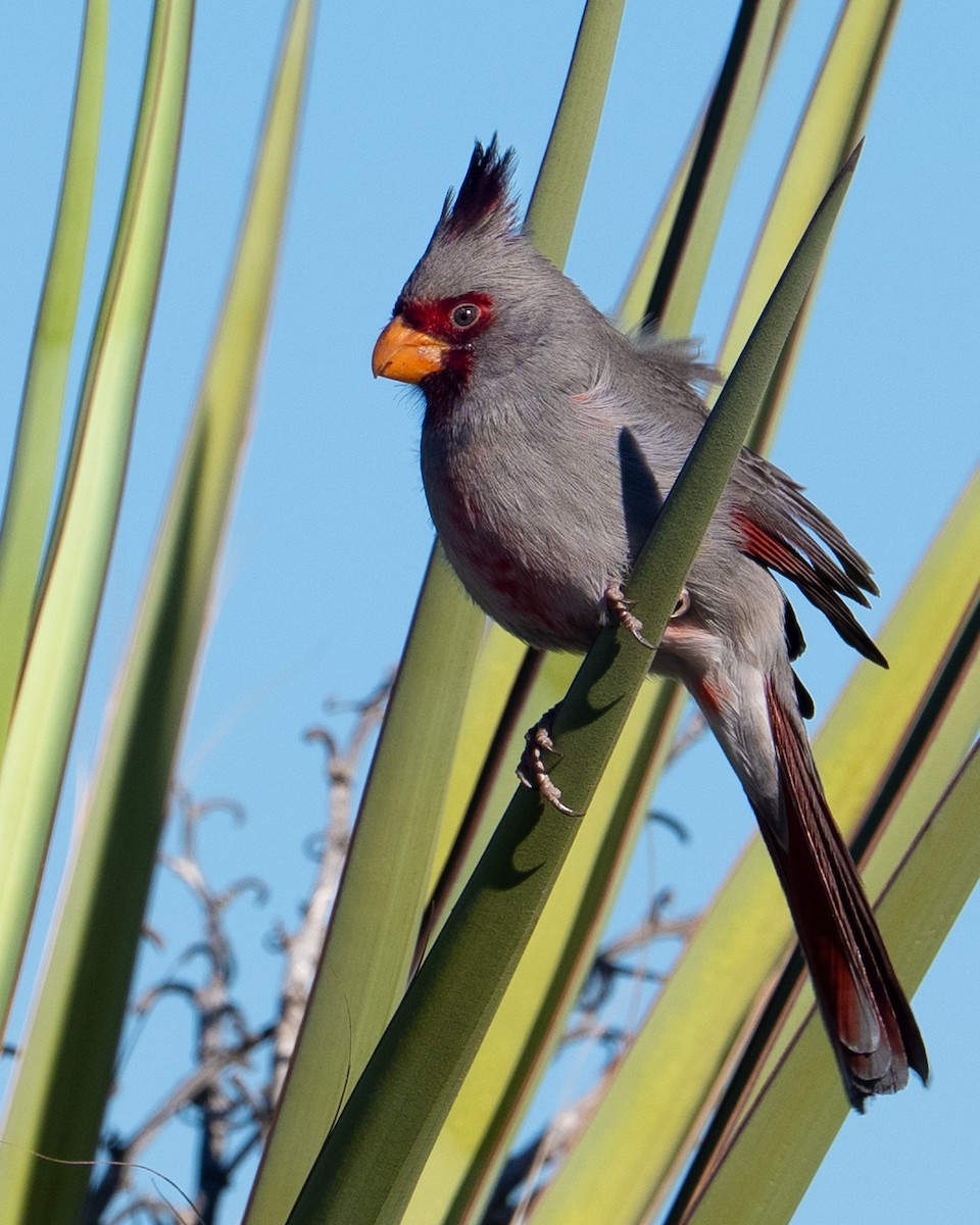 Pyrrhuloxia - ML648772694