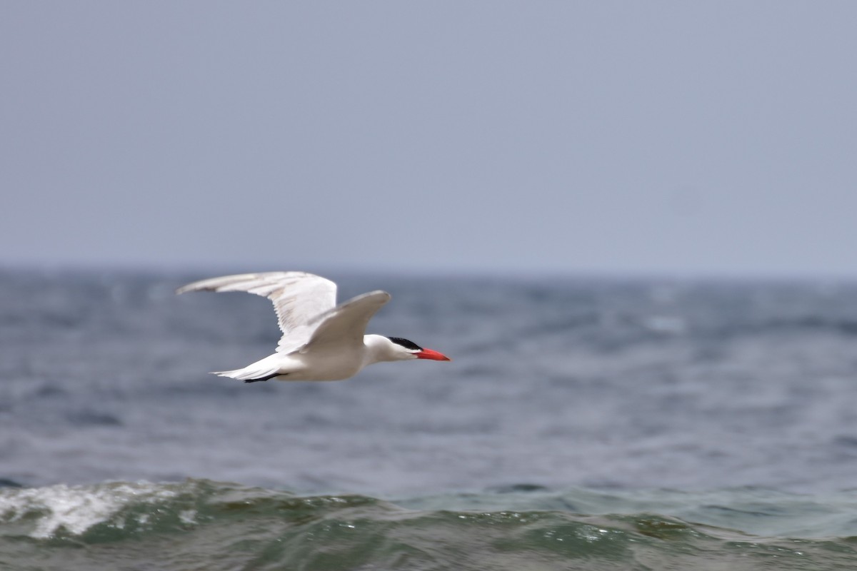 Raubseeschwalbe - ML648772781