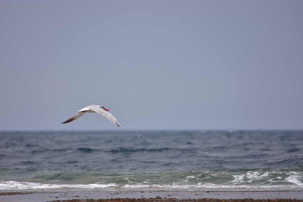 Raubseeschwalbe - ML648772803