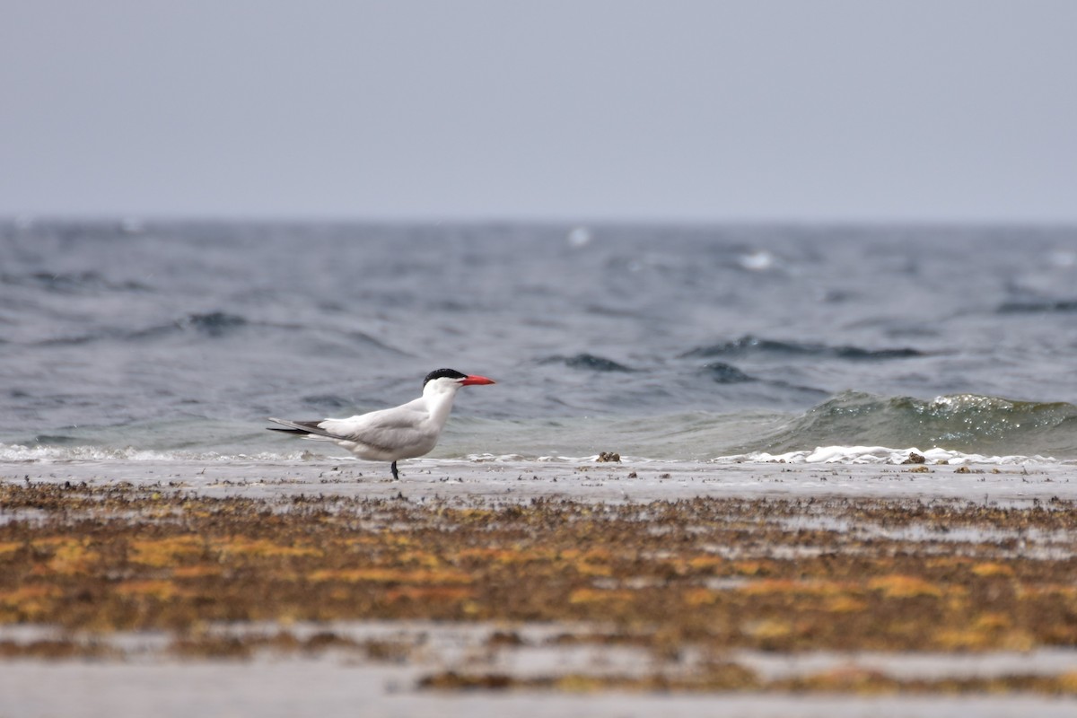 Raubseeschwalbe - ML648772828