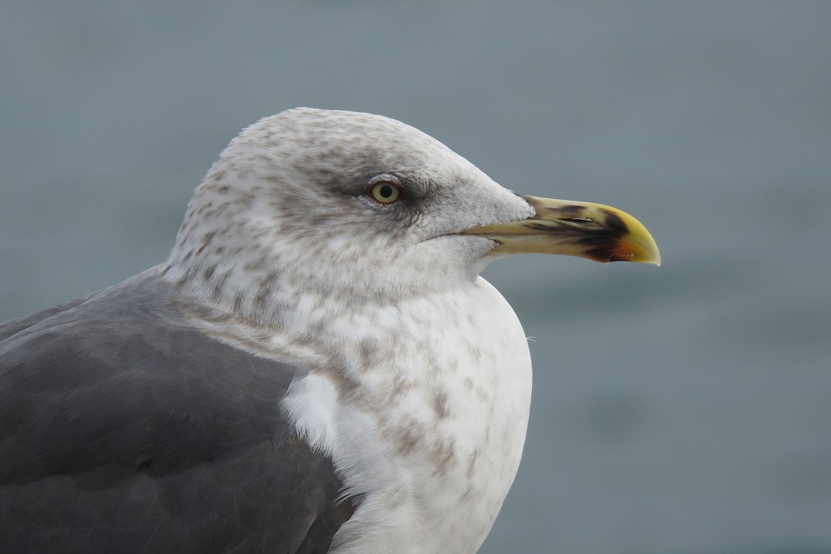 Клуша - ML648772953