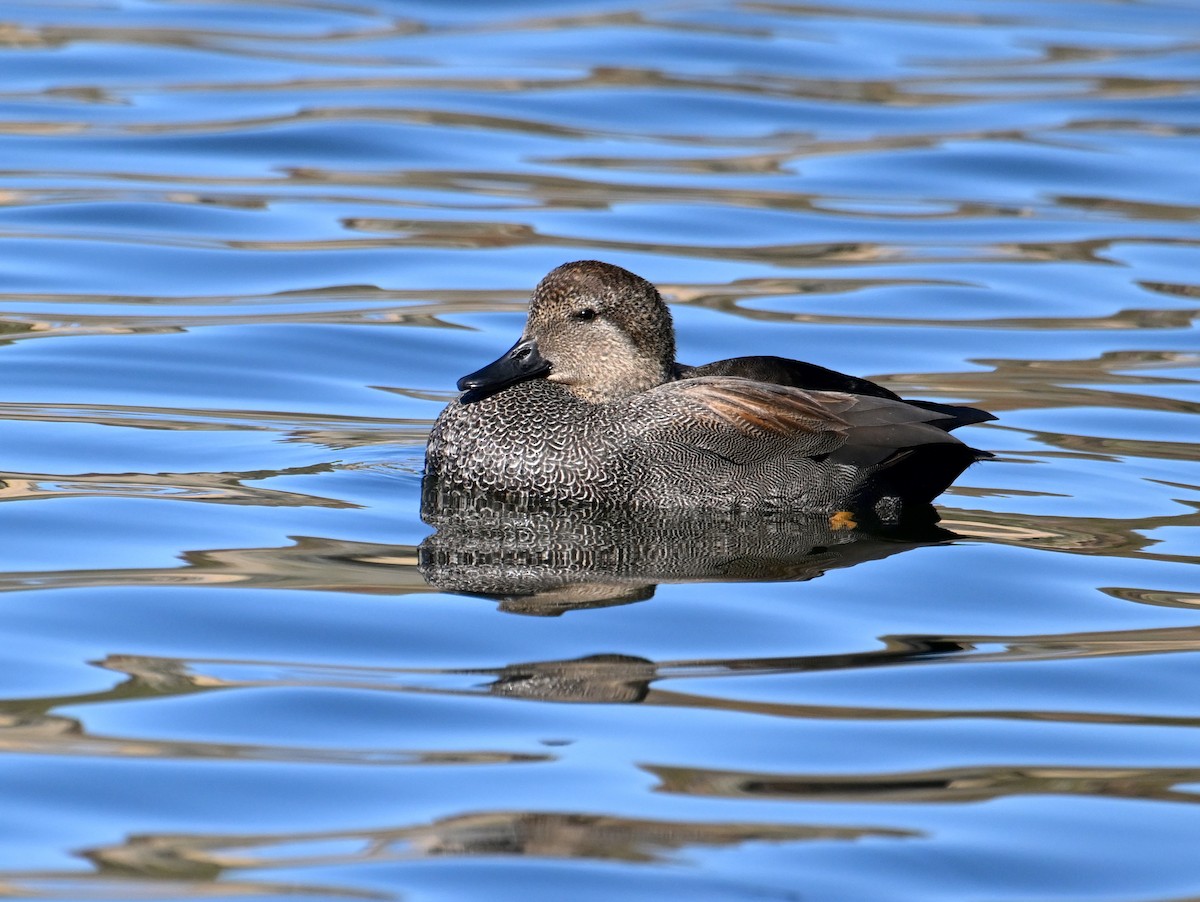 Gadwall - ML648773020