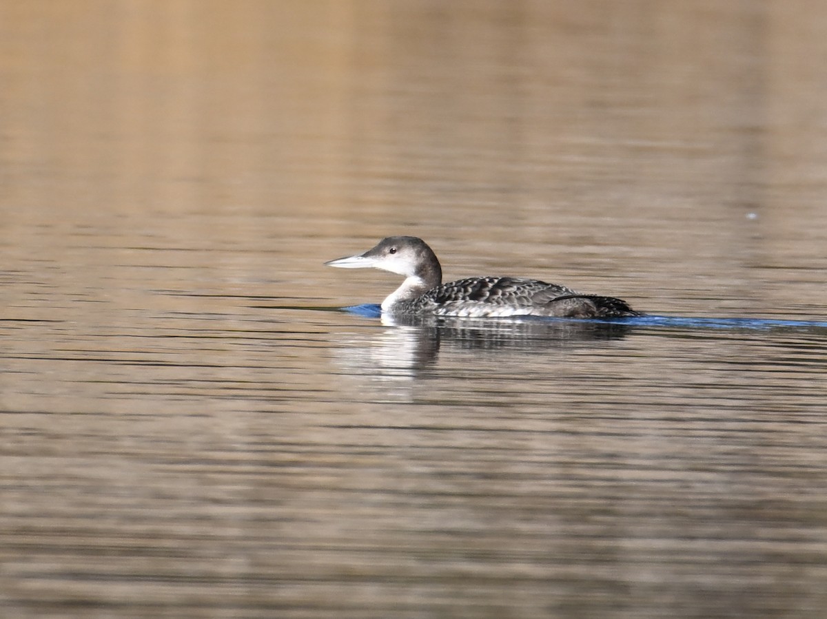 Common Loon - ML648773030