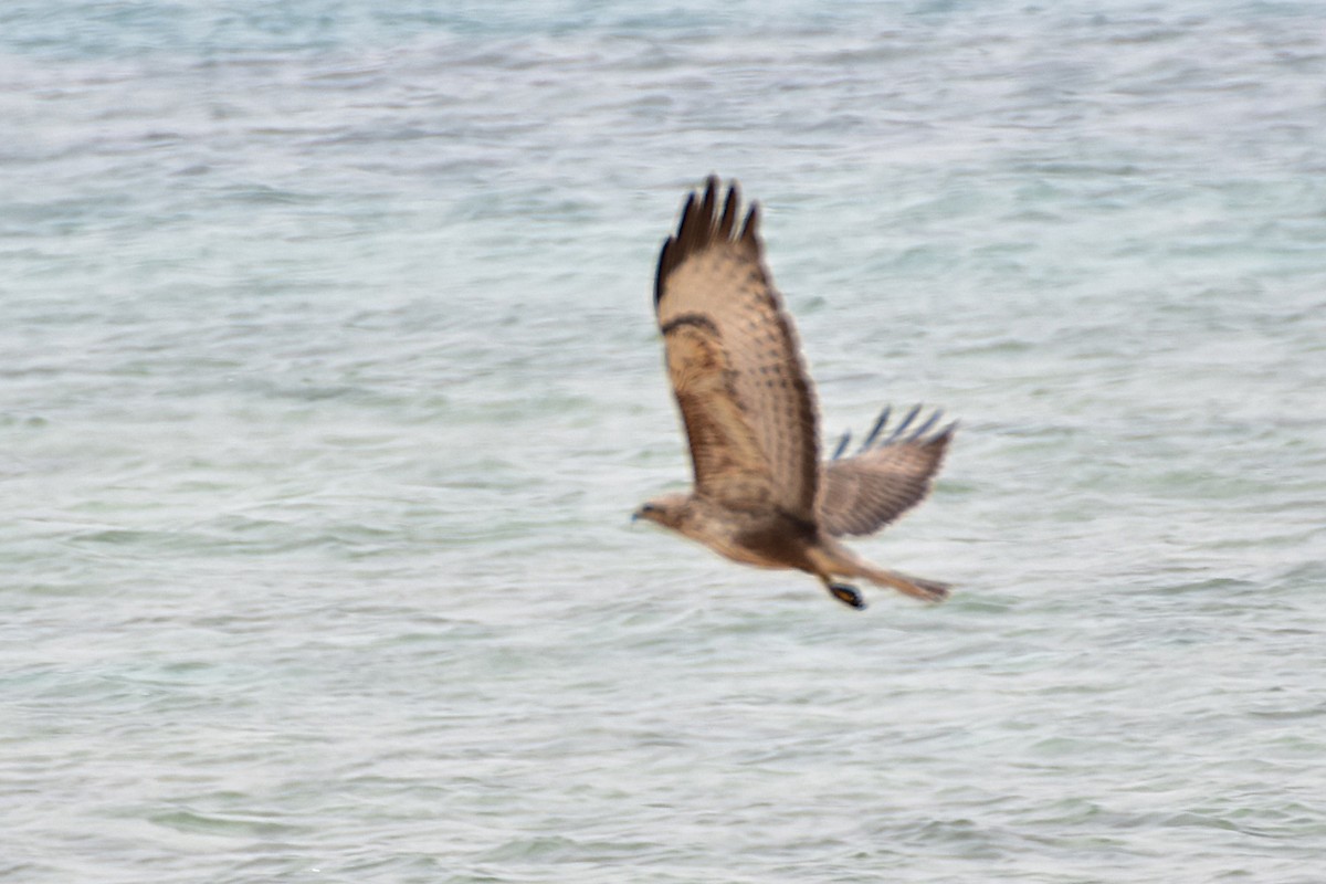 Adlerbussard - ML648773031