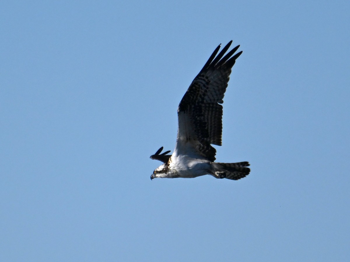 Osprey - ML648773033