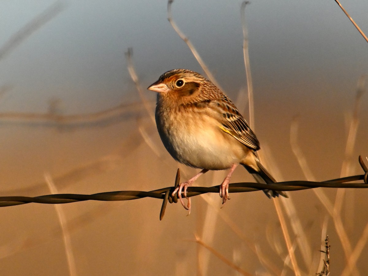 Grasshopper Sparrow - ML648773067