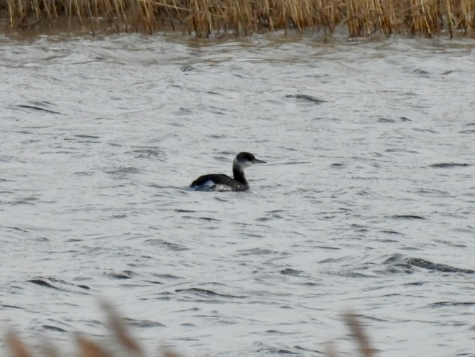 Red-necked Grebe - Stu  Buck