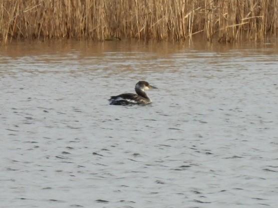 Somormujo Cuellirrojo - ML648773070