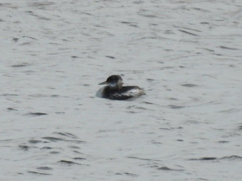 Somormujo Cuellirrojo - ML648773071