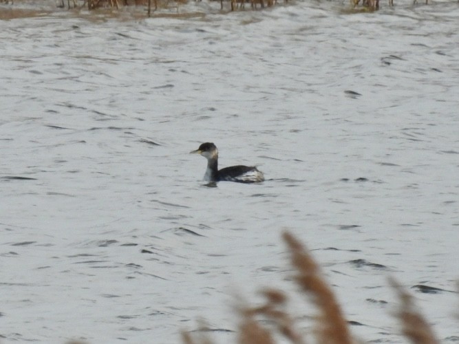 Somormujo Cuellirrojo - ML648773072