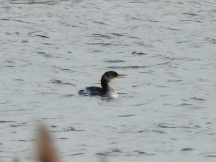 Somormujo Cuellirrojo - ML648773073