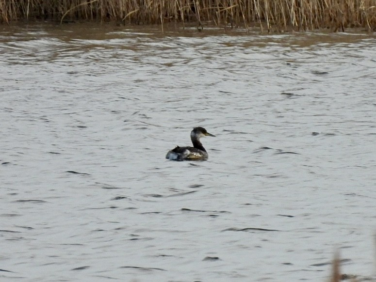 Somormujo Cuellirrojo - ML648773074