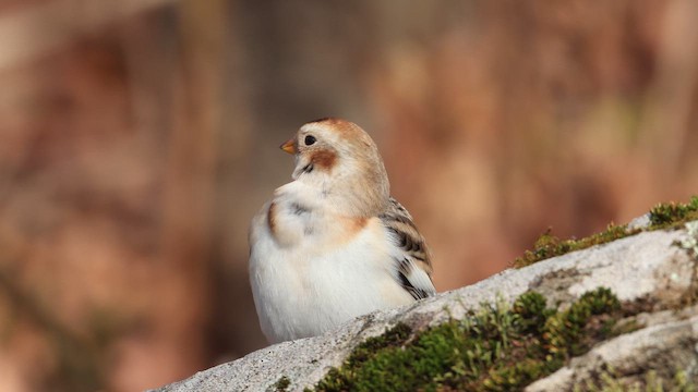 Snow Bunting - ML648773097