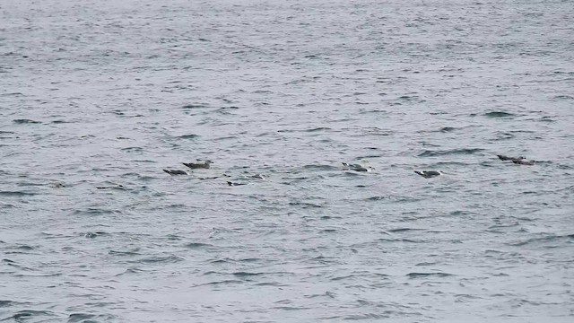 Lesser Black-backed Gull - ML648773218