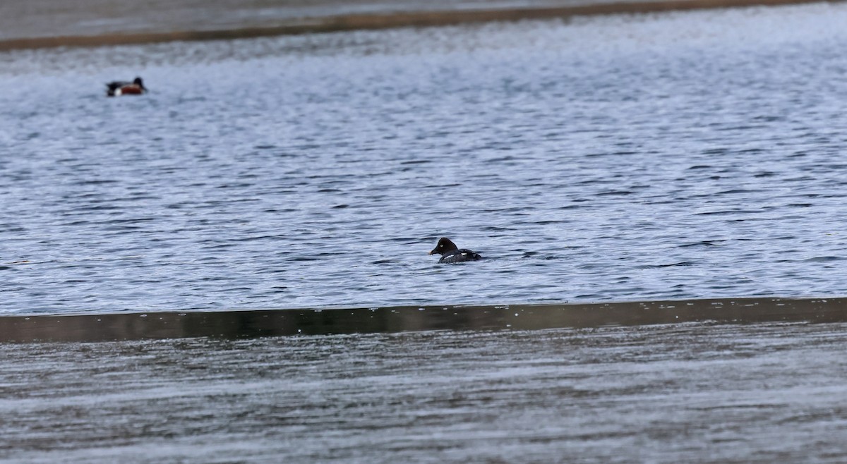 Altıngöz - ML648773297