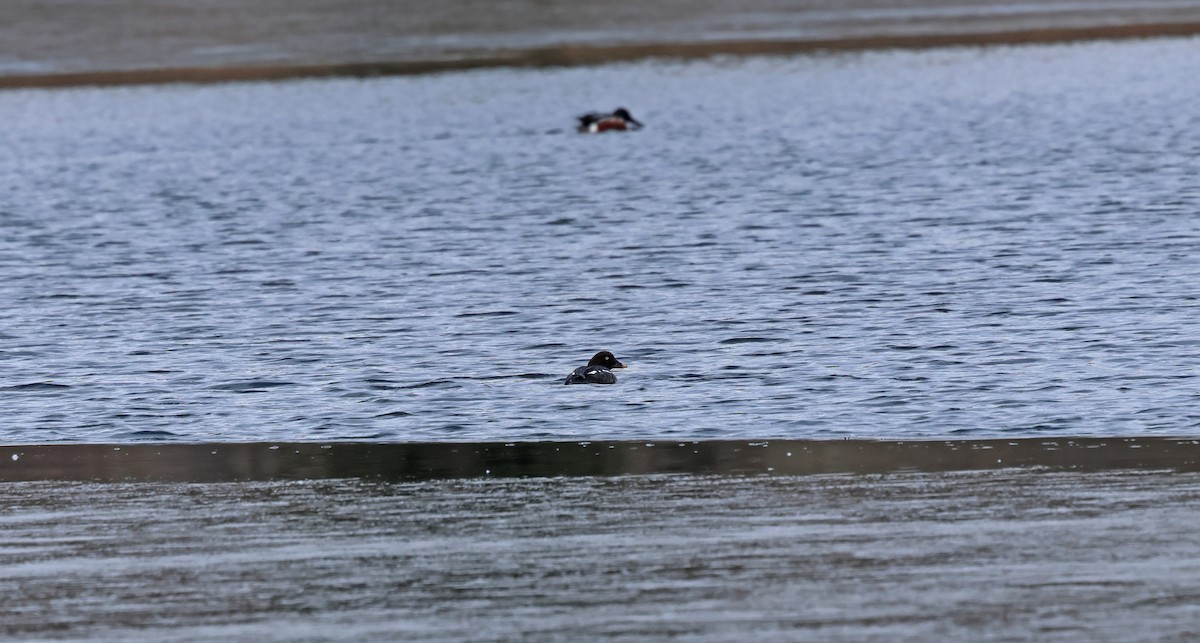 Altıngöz - ML648773303