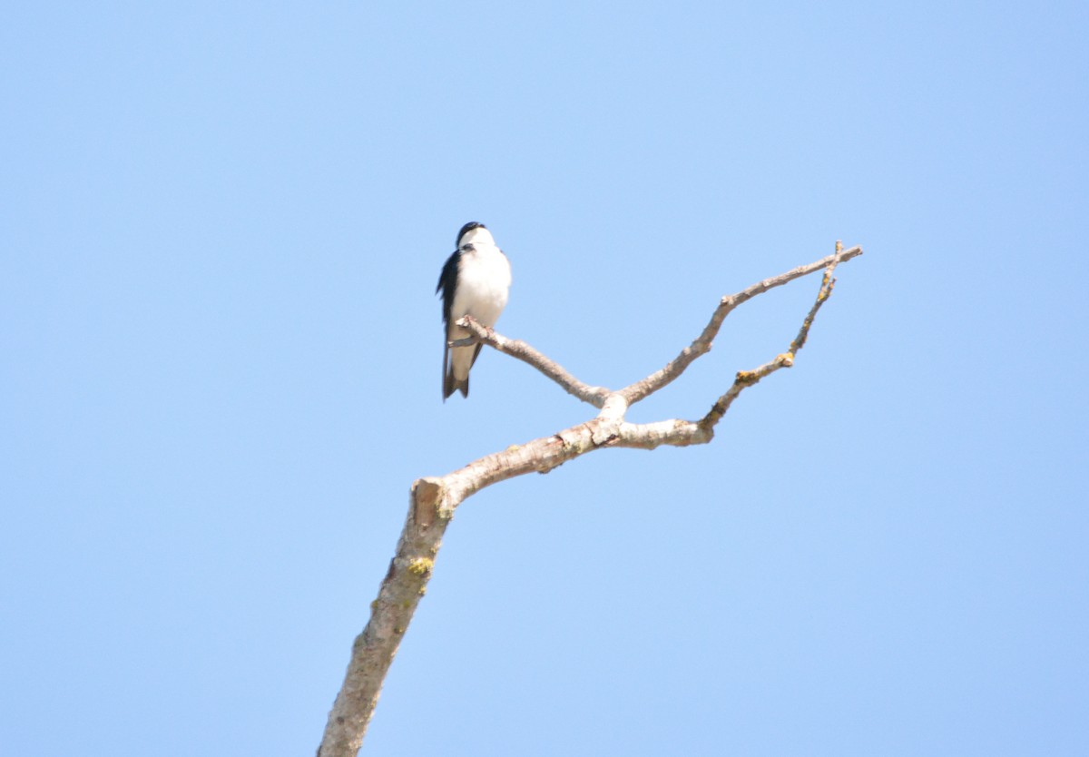 Tree Swallow - ML648773378